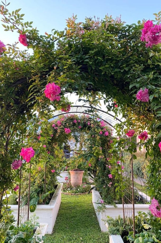 Romantic garden arches covered with bright pink climbing roses and surrounded by white raised flower beds.