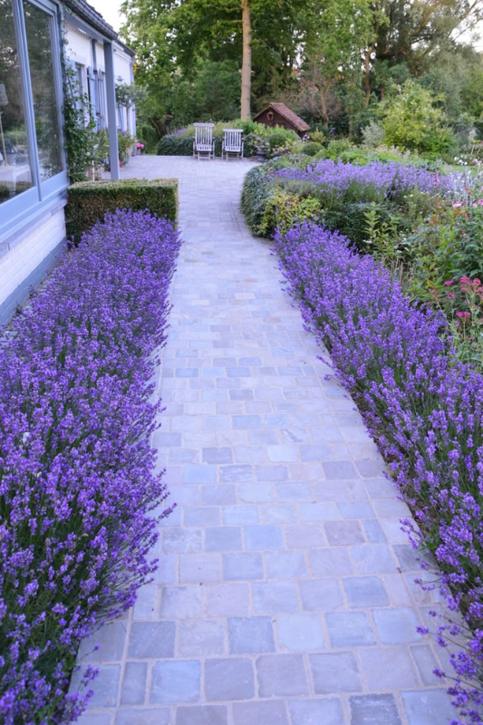 Cobblestone garden path flanked by rows of blooming lavender, leading to a tranquil backyard seating area.