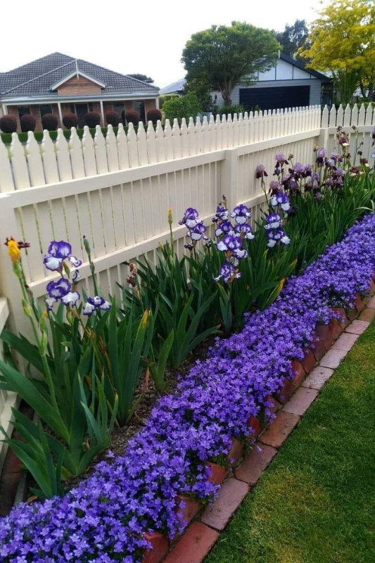 Neatly arranged flower bed with purple blooms and tall iris flowers bordered by red bricks beside a cream picket fence.