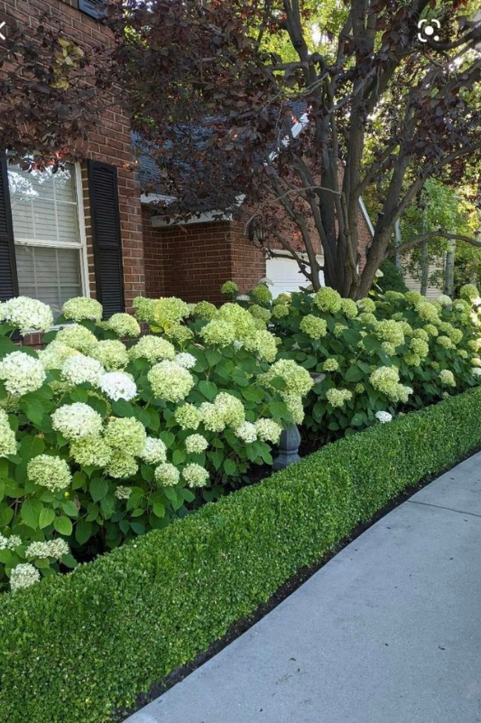 Elegant white hydrangeas planted beneath double windows, bordered by manicured boxwood hedges and a gravel front yard.