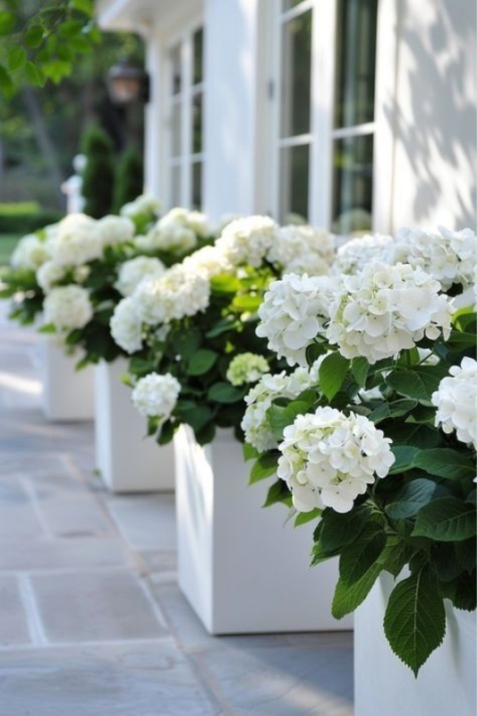 Elegant white hydrangeas planted in matching rectangular white planters along a light stone patio walkway.